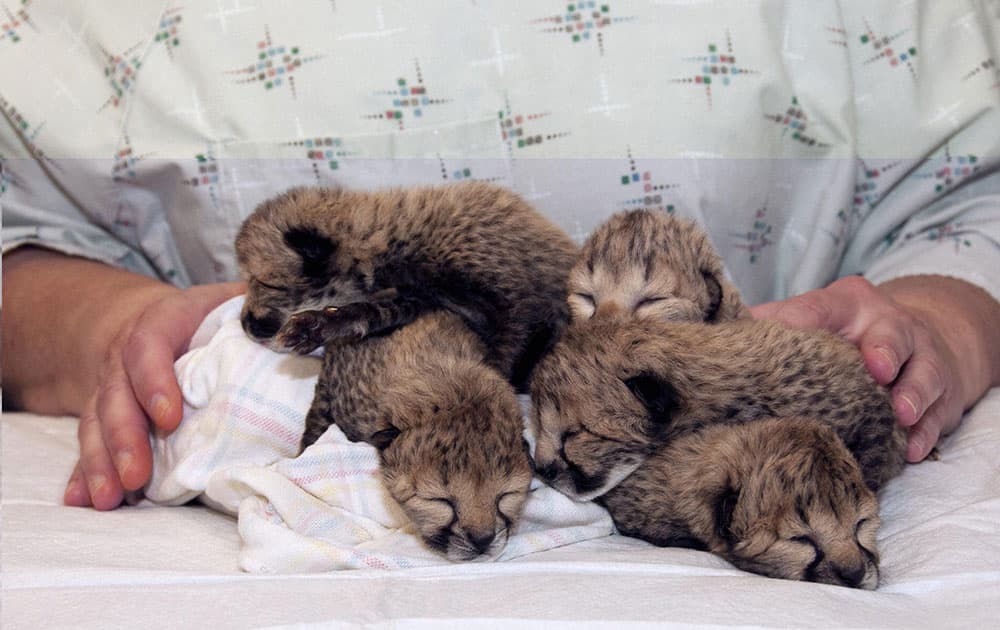 This photo provided by the Cincinnati Zoo shows five cheetah cubs born on March 8, 2016, after a rare C-section procedure at the zoo in Cincinnati. 
