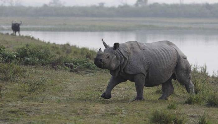 Poachers kill rhino in Kaziranga National Park, 5th this year