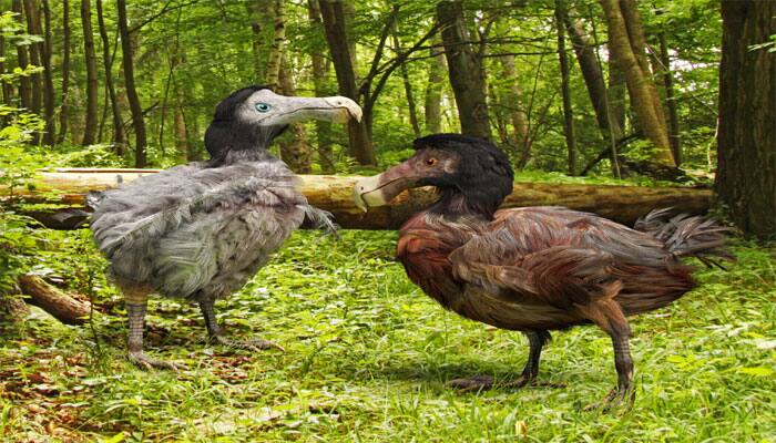 First 3D atlas of the extinct dodo created