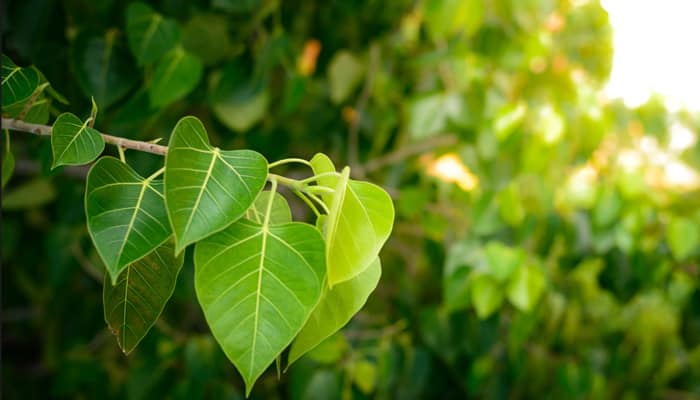 Spirituality: Significance of worshiping Peepal tree in Hinduism 