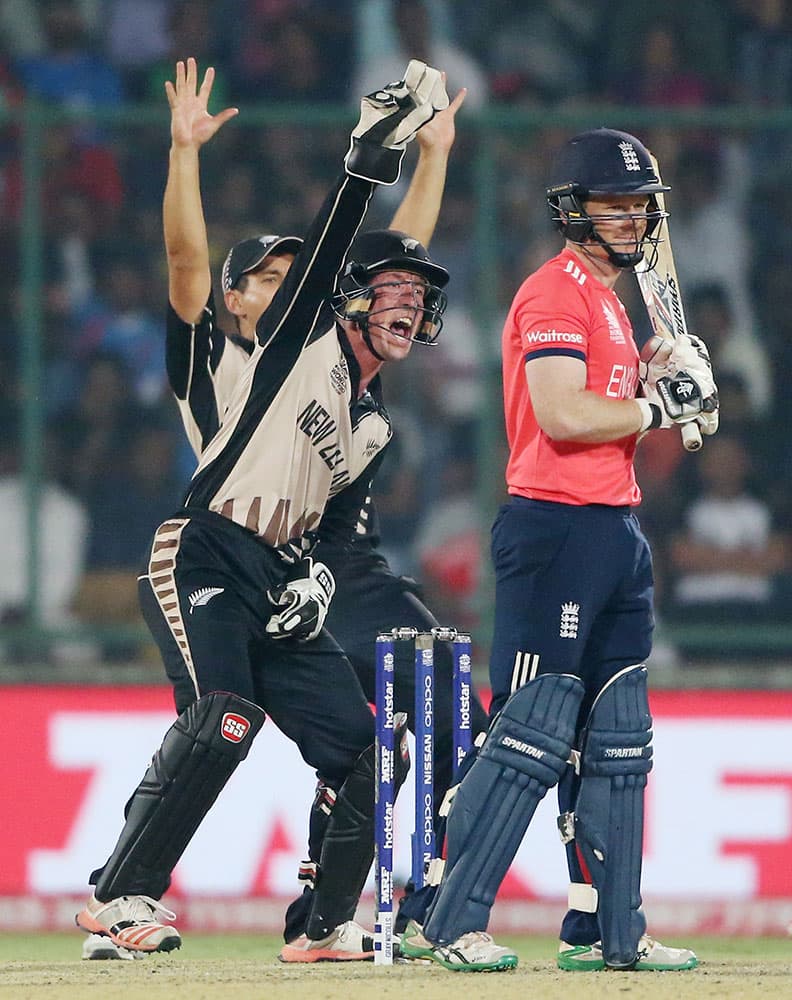 New Zealand's Luke Ronchi, left, appeals successfully for the LBW dismissal of England's Eoin Morgan, right, during their ICC Twenty20 2016 Cricket World Cup semifinal match at the Feroz Shah Kotla Cricket Stadium in New Delhi.