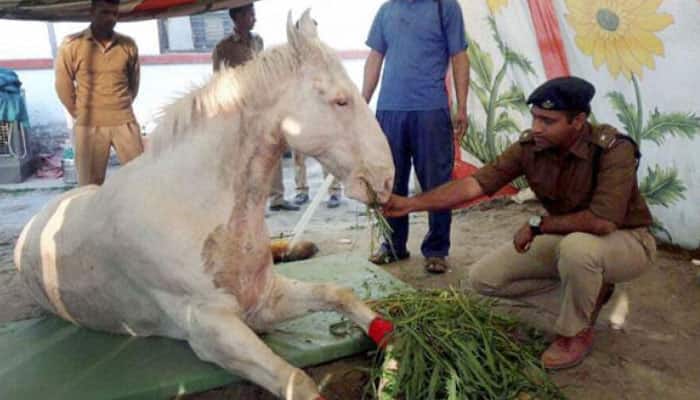 Police horse Shaktimaan, which was hit by BJP MLA, is recovering fast