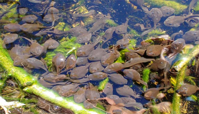 Western Ghats home to rare sand-eating tadpoles