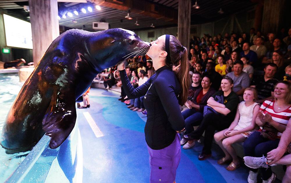 a rescued California sea lion, gets a kiss from assistant trainer Abigail Kucher, during a rehearsal for a new exhibit opening at the Georgia Aquarium.