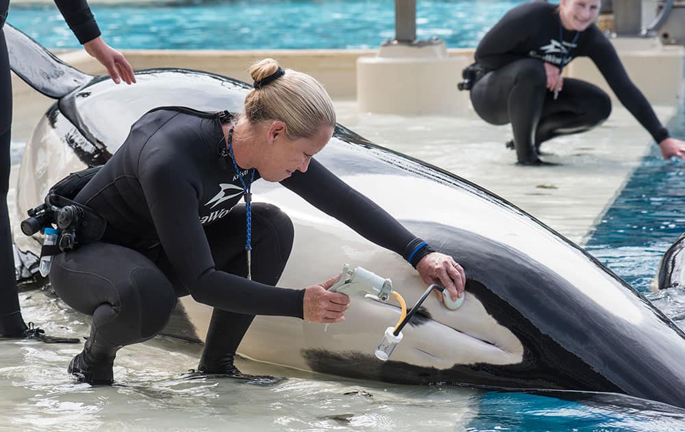 whale trainer Kristi Burtis as she obtains a milk sample from Kalia, an orca whale.
