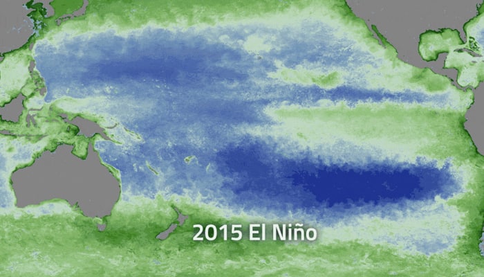 Watch: El Nino can have huge impact on marine food chain