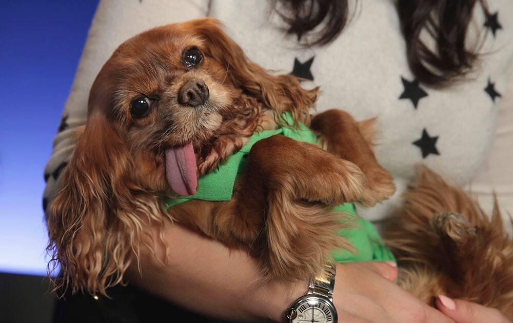 Toast, a 10-year-old a Cavalier King Charles spaniel puppy mill rescue, is held by her owner Katie Sturino in New York.