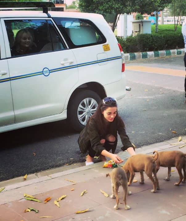 Amy Jackson ‏:- Off to set this morning, these cuties had bisleri&biscuits for breakfast. Remember the homeless animals this Summer!  -twitter