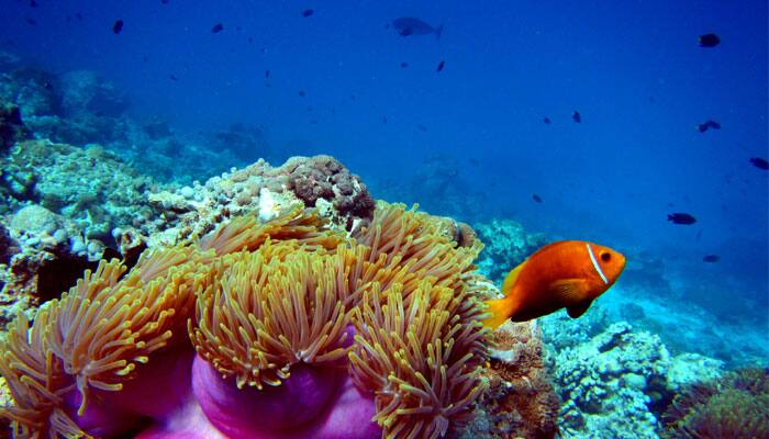 Australia shares concern for Great Barrier Reef