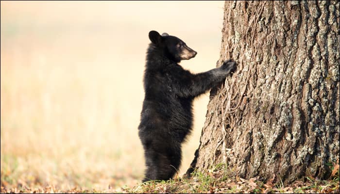 Watch video: Cries heard from a tree led to this!