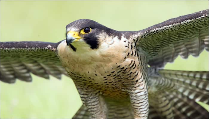 Watch: This is how the world&#039;s fastest bird catches its prey!