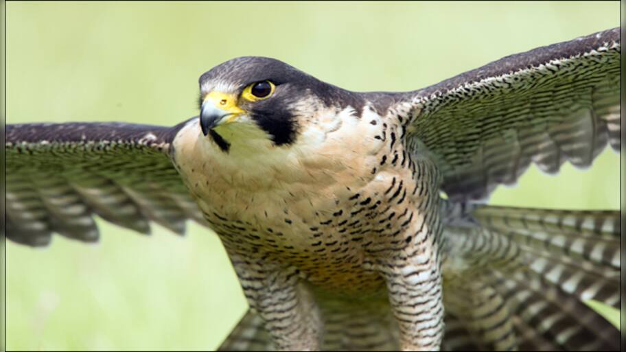 Watch: This is how the world's fastest bird catches its prey ...