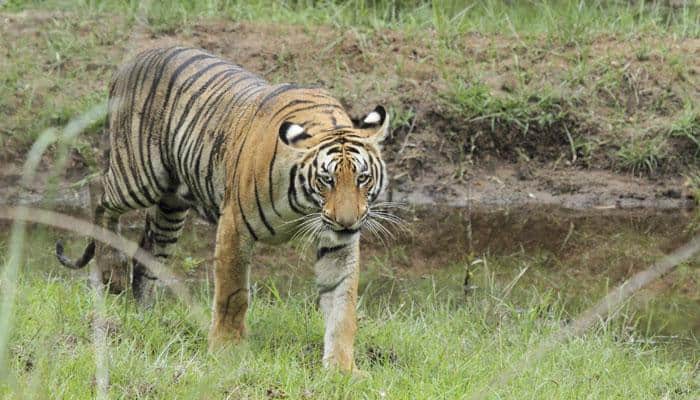 World tiger population spikes for first time in decades; India alone registers 500 plus births