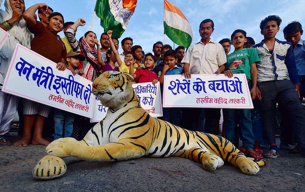 Congress workers with children staging protest in Bhopal on Monday against the death of Royal Bengal tiger with rare blue eyes at the Bandhavgarh Tiger Reserve.
