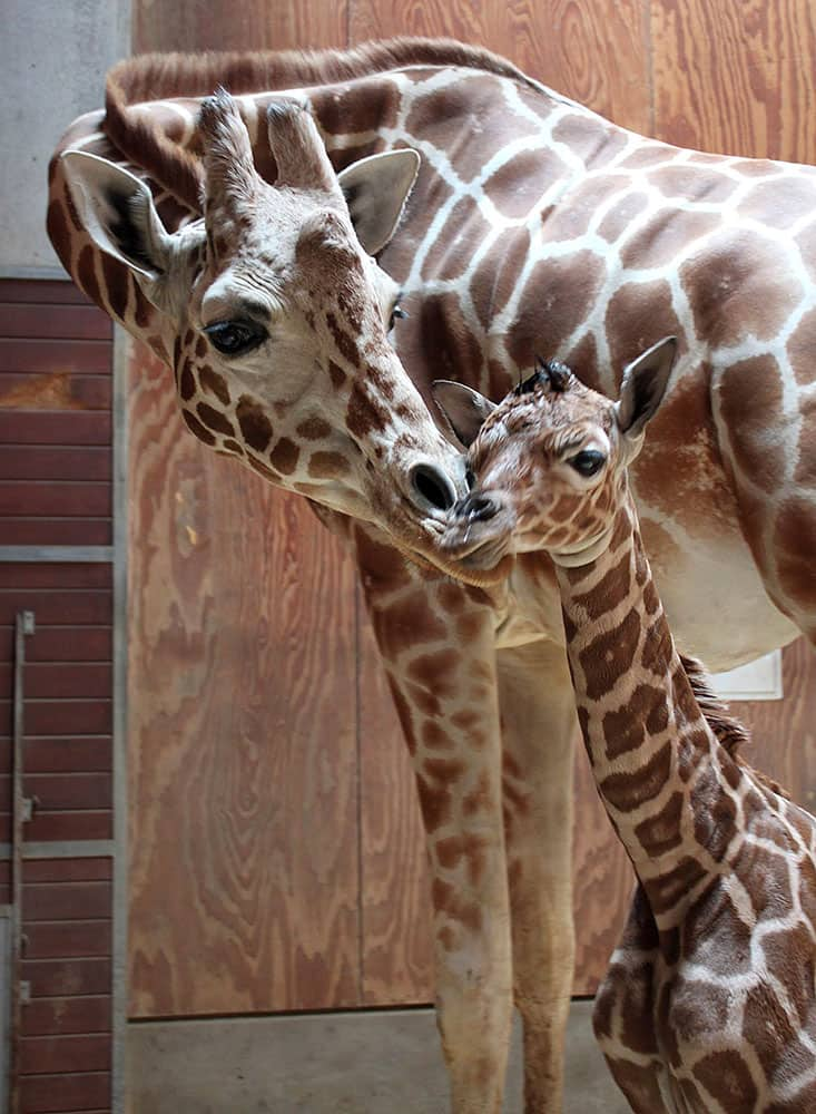 a female giraffe calf with her mother Barbro hours after being born in San Francisco. According to the San Francisco Zoo, the calf, which has not yet been named, is already more than six-feet tall and took its first steps within 30 minutes of birth. 