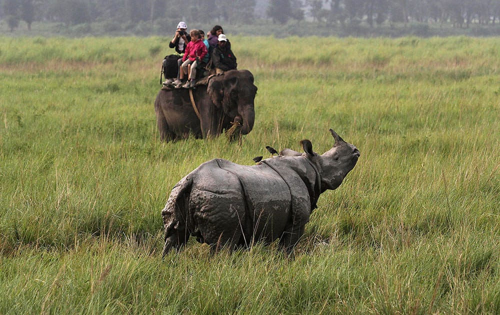 tourists on an elephant watch a one-horned rhinoceros inside the Kaziranga national park, about 250 kilometers (155 miles) east of Gauhati, India. With the Duke and Duchess of Cambridge set to visit the world’s largest one-horn rhino park in remote northeastern India.