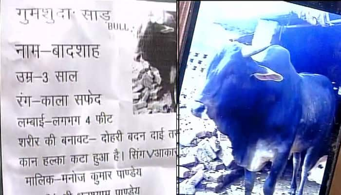 In Uttar Pradesh, a villager offers Rs 50,000 reward for tracing missing bull