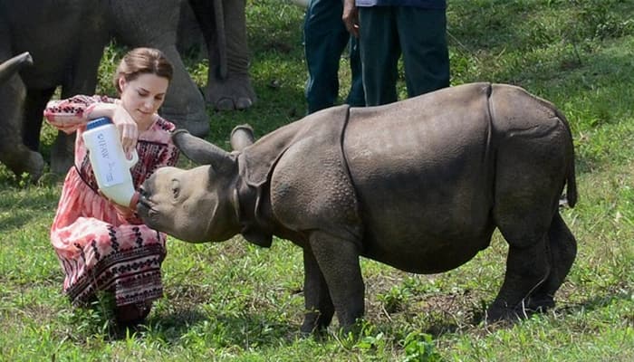 Rhino killed in Kaziranga National Park post Royal couple&#039;s visit