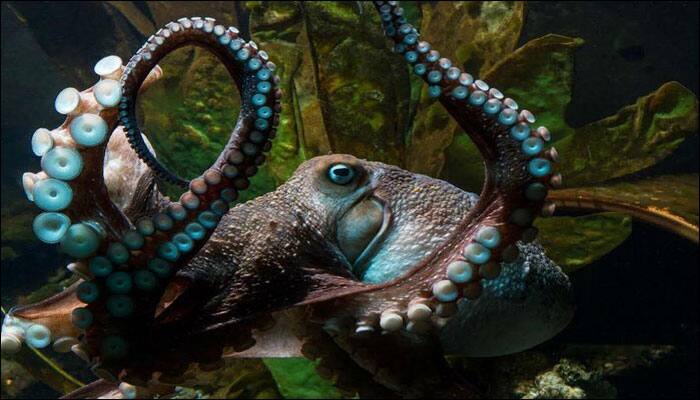 Inky the Octopus escapes aquarium; finds freedom in ocean!