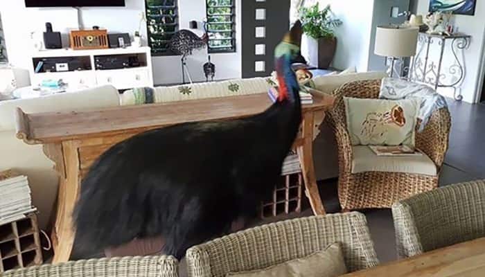 Australian couple has close living room encounter with world&#039;s most dangerous bird
