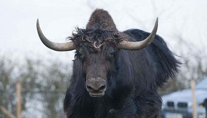 Funny! Man on sleeping pills accidentally buys a yak online