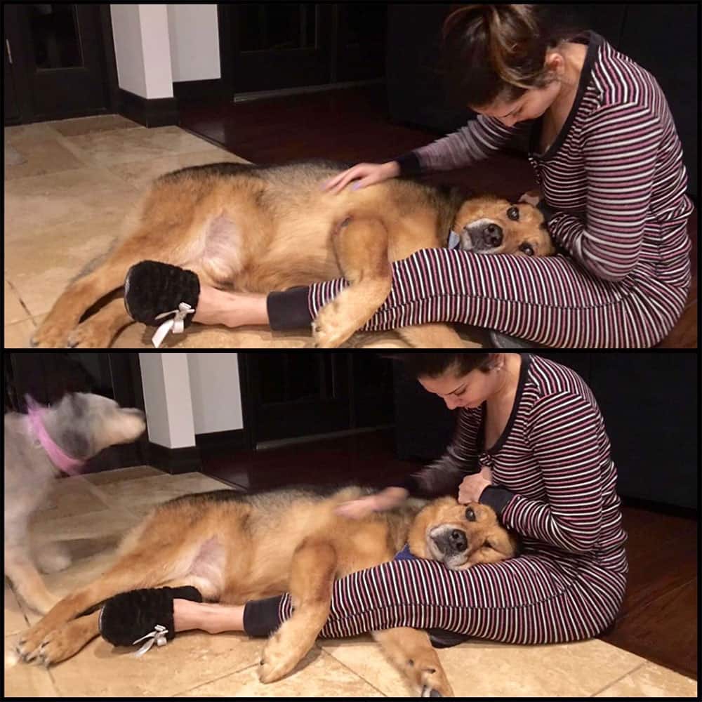 Sunny Leone :- Exactly how I want to spend my morning!! On the floor with my boy Chopper who wants to lay in my lap!Love this cutie -twitter