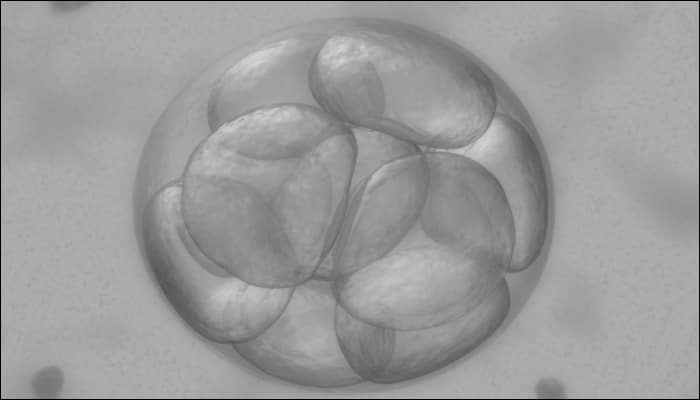 Chinese scientists successfully develop embryos in space