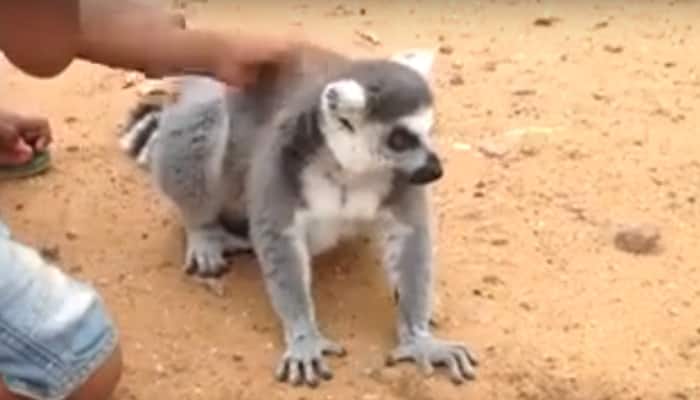 When a lemur asked kids to scratch its back – Watch!