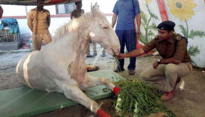 Uttarakhand Police horse Shaktiman, injured during BJP protest, passes away