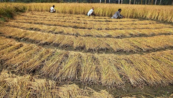 CACP suggests hike in paddy MSP by Rs 60/quintal, pulses by Rs 200