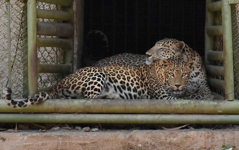 Two leopards at the Surat zoo.