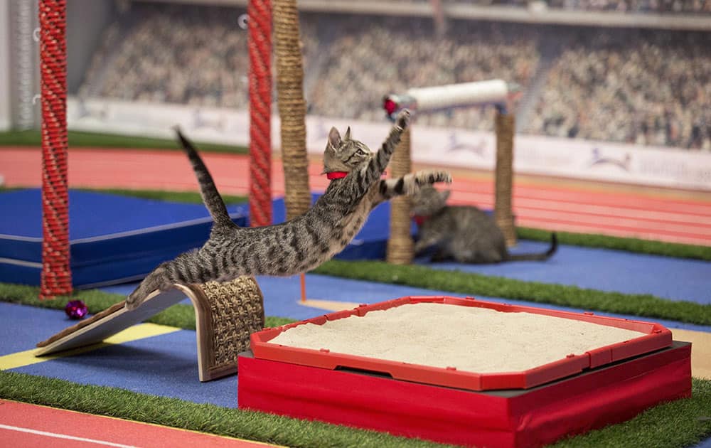 a cat takes part in the long jump event in Hallmark Olympic Stadium during the taping of the Hallmark Channels Kitten Summer Games in New York.