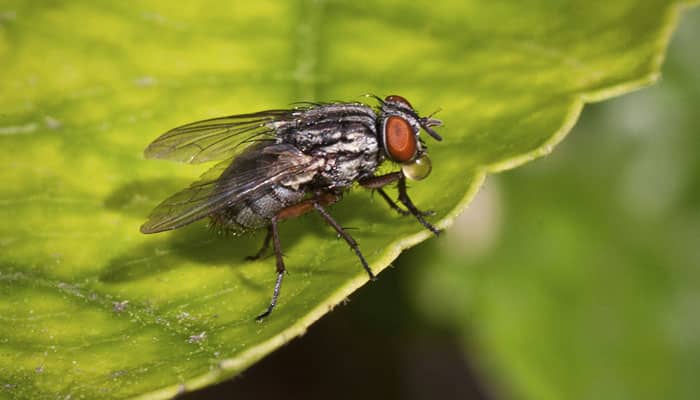 Read: How insects spot virus-infected plants?