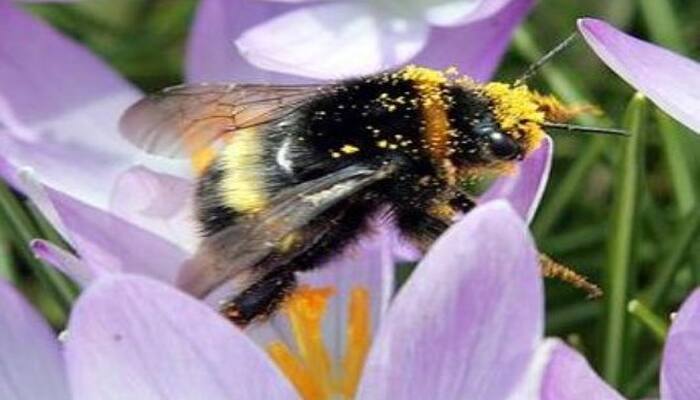 Amazing: Bumblebees use motor skills to pollinate flowers!