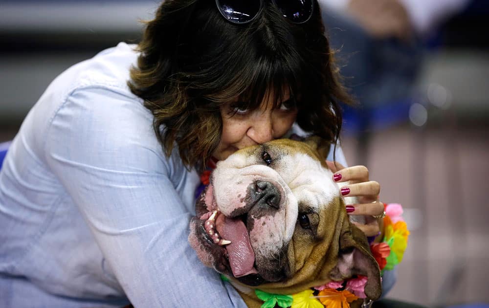 Meredith Green, of Des Moines, Iowa, kisses her bulldog Vincent during judging at the 37th annual Drake Relays Beautiful Bulldog Contest in Des Moines, Iowa..