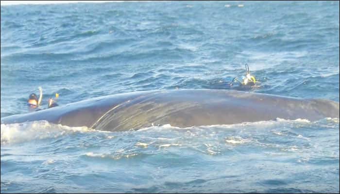 Watch video: Check out the story behind an incredible whale rescue!