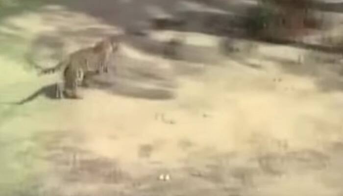 Caught on camera: Leopard enters a house in Agra, injures one villager 