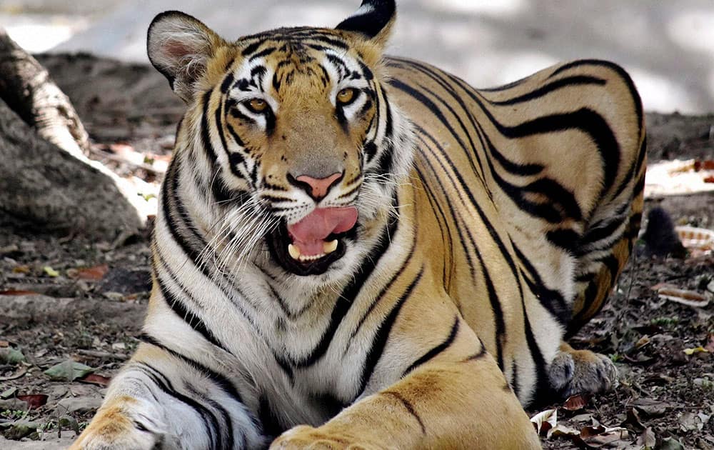 A Tiger taking rest in a shade at Sanjay Gandhi zoo during a hot day in Patna.