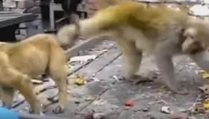 VIRAL VIDEO: Slaps, kicks and what not! WATCH this amazing &#039;Monkey vs Dog&#039; fight