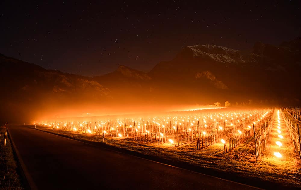 Anti-frost candles burn in a vineyard in Flaesch, in the Swiss canton of Grisons. Due to unusual low temperatures wine growers try to protect their grape shoots with anti-frost candles.