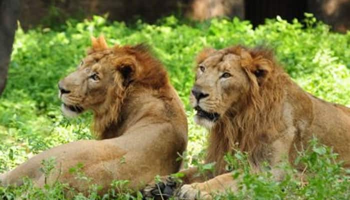 33 rescued lions arrive in South Africa in airlift