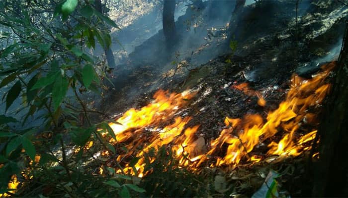 After Uttarakhand, now Himachal faces the brunt of forest fires, 50 ha of woodland destroyed
