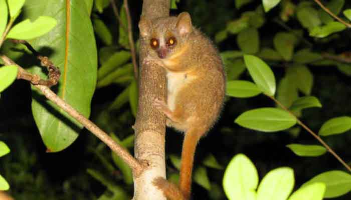 Three new species of mouse lemurs discovered in Madagascar
