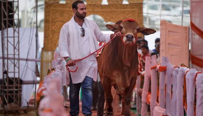 Out of the ordinary! Haryana&#039;s Rohtak puts cows on the ramp for bovine beauty pageant