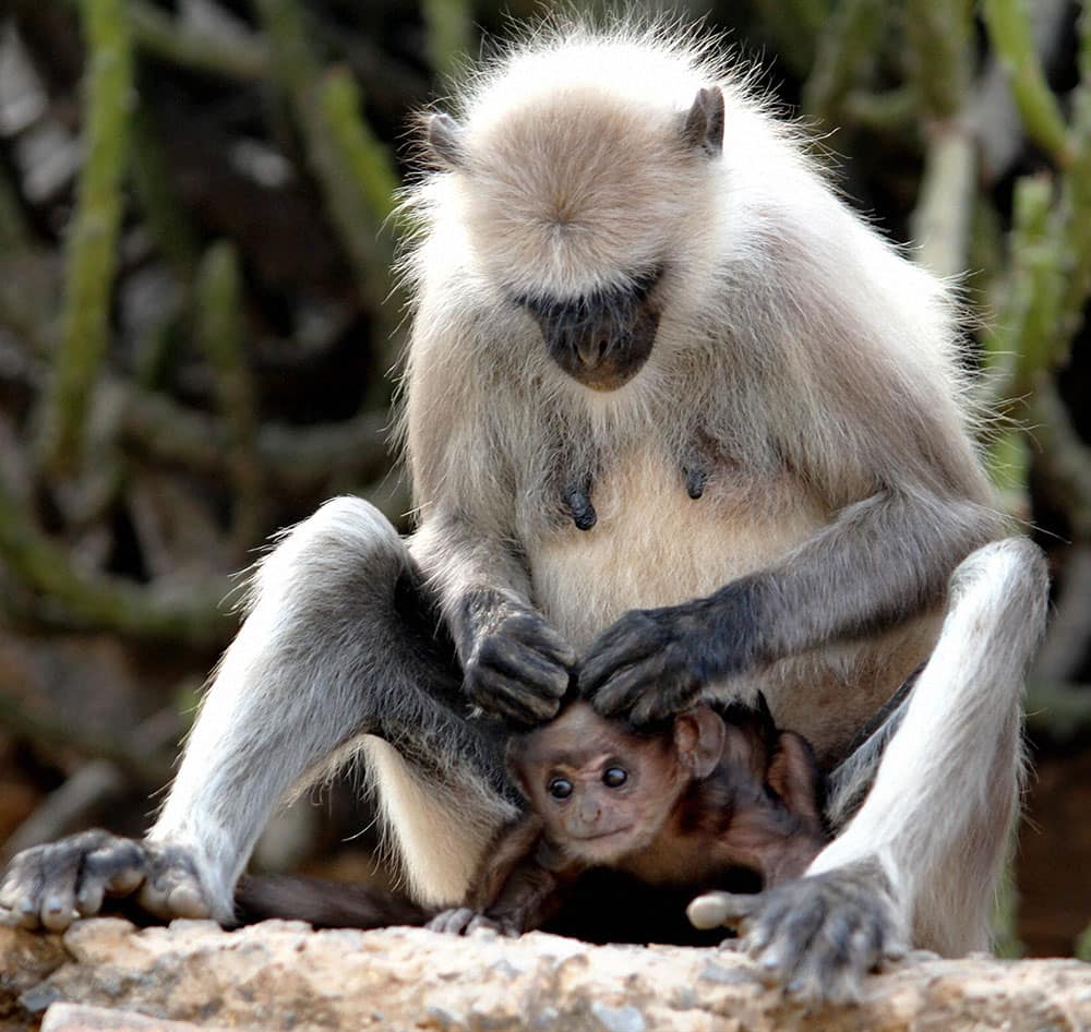 A LANGOOR BABY WITH HER MOTHER ON THE EVE OF MOTHERS DAY IN AJMER, RAJASTHAN.