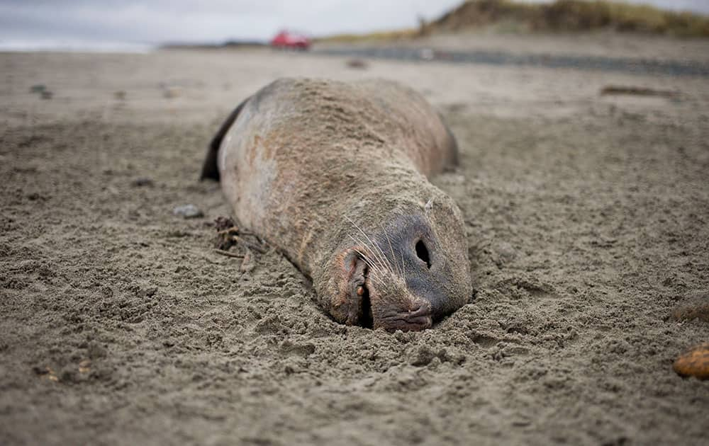 A dead sea lion lies on the shore, as a truck belonging to the Center for Studies and Conservation of Cultural Heritage NGO, drives by at Mar Brava beach in Chiloe Island, Chile.