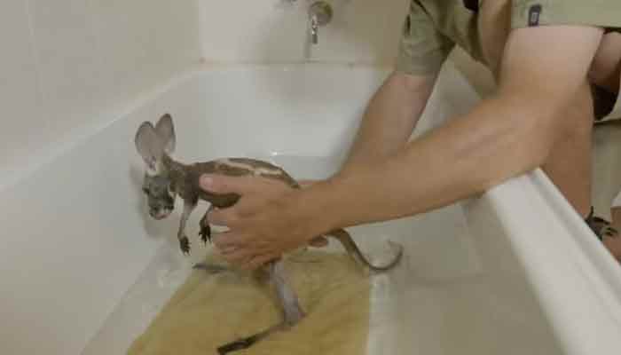 Baby kangaroo gets a soapy bath – Watch adorable video!