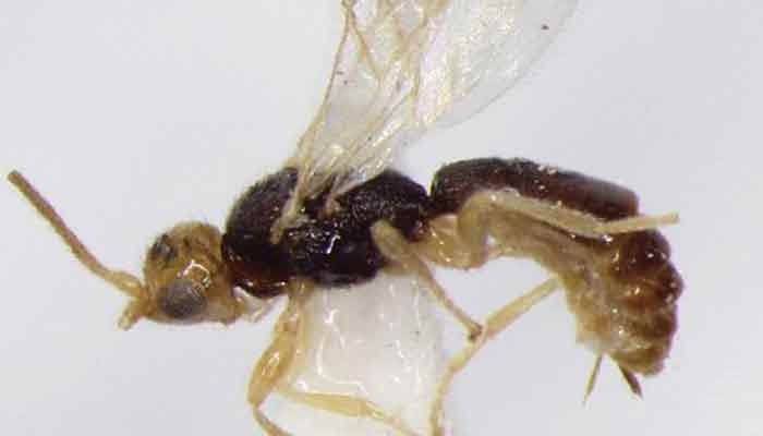 Wow! Hollywood heartthrob Brad Pitt has a new wasp species named after him!