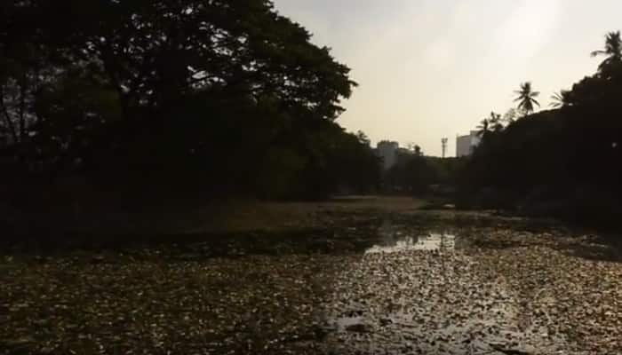 SHOCKING: Thousands of fish are floating dead in Bengaluru lake - Watch to know why