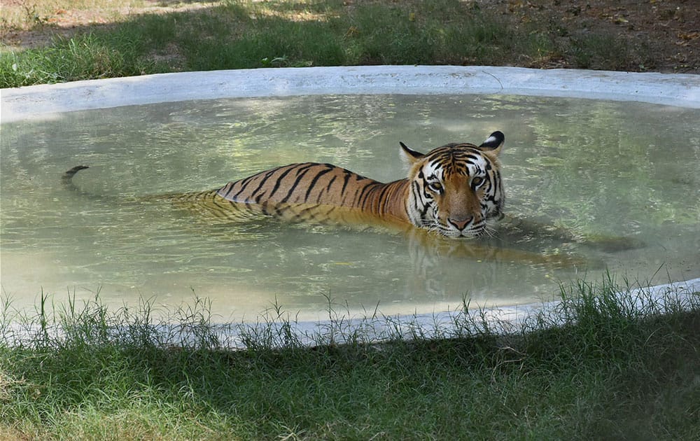 A tiger cools off in a pond at the Zoo in Surat.